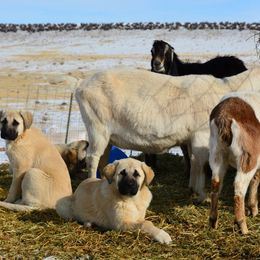 Anatolian Shepherd Dog Puppies from Wanyama Ranch Anatolians