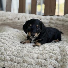 Black And Cream Male - Black and cream male Dachshund puppy in Blackstone, Virginia from Cheyenne's Dachshunds
