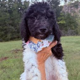 Maple - Parti female Goldendoodle puppy in Jasper, Georgia from Harrington Doodles & Poodles