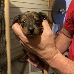 Dachshund Puppies from CC and J Dachshunds