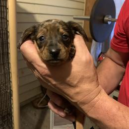 Dachshund Puppies from CC and J Dachshunds