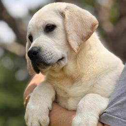 Casper - Yellow male Labrador Retriever puppy in Archer Lodge, North Carolina from Archer Lodge Labradors