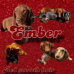 Ember - Dachshund