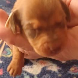 Mick - Red male Dachshund puppy in Frankfort, Kentucky from Gigi's Dachshunds