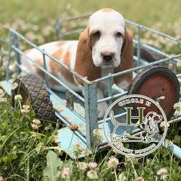 Strawberries and Cream - Red and white female Basset Hound puppy in Konawa, Oklahoma from Circle H Basset Hounds