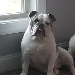 Diesel - Bulldog