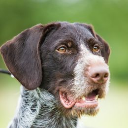 Miles - German Wirehaired Pointer
