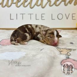 Harp - Chocolate merle male Bernedoodle puppy in Owasso, Oklahoma from Kallams Bernedoodles & Bernese Mountain Dogs