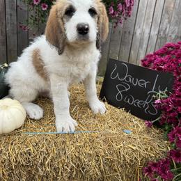 Waverly - Brown and white male Saint Berdoodle puppy in Traverse City, Michigan from Bare Paws Saint Berdoodles
