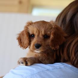Rose - Red female Cavapoo puppy in Springtown, Texas from North Texas Puppies