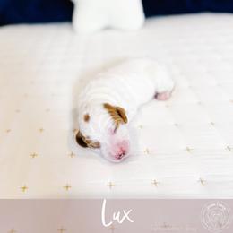 Lux - Cream male Goldendoodle puppy in Mahomet, Illinois from Jordan Family Doodles