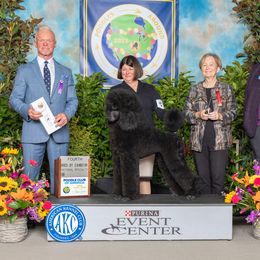 Poodle All Grown Up from Targa Poodles