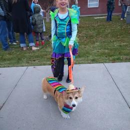 Pembroke Welsh Corgi Puppies from Merrygold Corgis