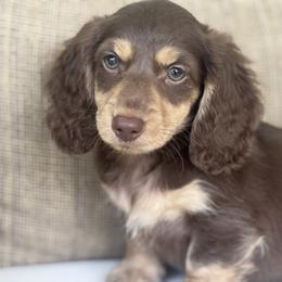 Chunk - Chocolate and tan male Dachshund puppy in Bentonville, Arkansas from Boujee Buns Dachshunds