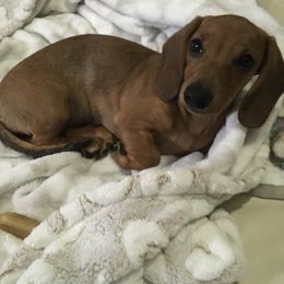 Girl 2 - Black and tan Dachshund puppy in Bryceville, Florida from Lucky Dog Dachshunds