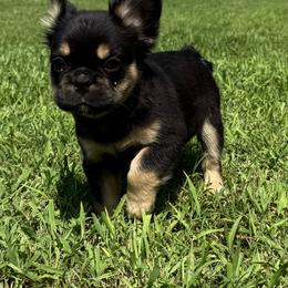 Penelope - Black and tan female French Bulldog puppy in Tulsa, Oklahoma from EvergreenEliteKennel