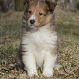 Shetland Sheepdog Puppies from Sunny Shelties
