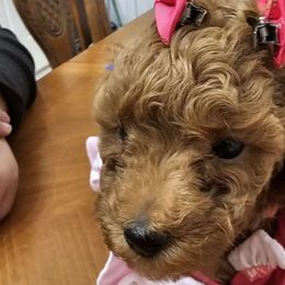 Millie - Red  Poodle puppy in Spring, Texas from Sondra's Miniature Poodles
