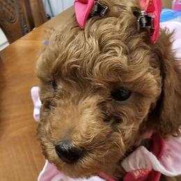 Millie - Red  Poodle puppy in Spring, Texas from Sondra's Miniature Poodles