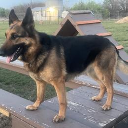 Lucy is four years old and completely pet-trained. She is a companion dog that has great manners. Kennel trained potty trained and sits and waits for her food. I have spent the last 4 months letting her hang out with us and our pack and she is doing great. - Black and tan female German Shepherd puppy in Joshua, Texas from American Viking GSD Ranch