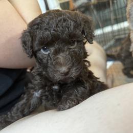 Poodle Puppies from Noelle Poodles