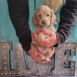Stanley  -fomerly Atlas - Lemon roan male Cockapoo puppy in Reidsville, North Carolina from Something to Bark About Dog Training