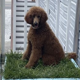 Poodles from My Best Friend