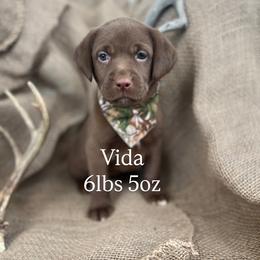 Vida - Chocolate female Labrador Retriever puppy in Puyallup, Washington from 12 Door Farm Labradors