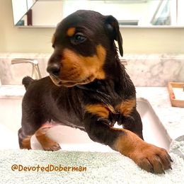 Doberman Pinscher Puppies from Devoted Doberman
