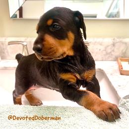 Doberman Pinscher Puppies from Devoted Doberman