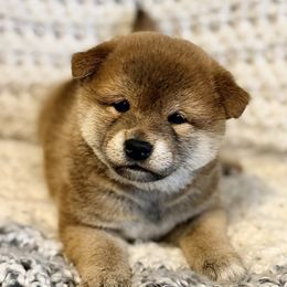 Maple - Red female Shiba Inu puppy in Trenton, Nebraska from Prairie Shibas