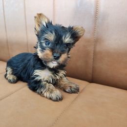 Yorkshire Terrier Puppies from North Texas AKC Yorkies