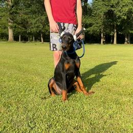 Purple Girl - Black and rust female Doberman Pinscher puppy in Knox, Indiana from Double River Dobermans