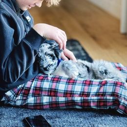 Aussiedoodle puppies from Amazing Aussiedoodle and Double Doodles