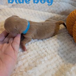 Blue boy - Red male Dachshund puppy in Kelso, Washington from New Age Doxies
