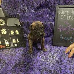 Boy 2 - male Great Dane puppy in Batavia, New York from White House of Danes