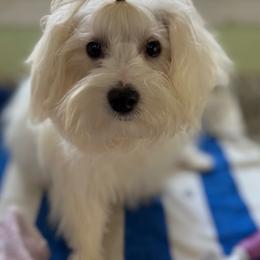Geo - White male Maltipoo puppy in Colonial Beach, Virginia from BeachRidge Pups
