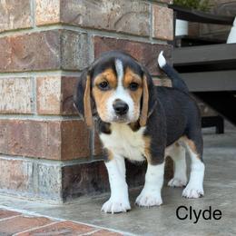 Clyde - Black tan and white male Beagle puppy in Mansfield, Missouri from Rippee Creek Kennel
