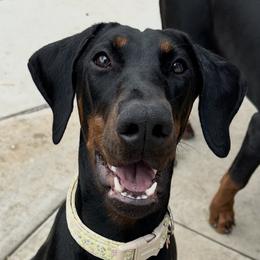Birdie - Doberman Pinscher