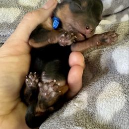 Blue Collar - Black and gold male Yorkshire Terrier puppy in Pleasant View, Tennessee from Vino’s Pawfect Yorkies