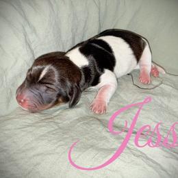 Jessie - Piebald female Dachshund puppy in Paso Robles, California from Drift & Dash Dachshunds