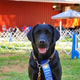 Labrador Retriever All Grown Up from KVF Labradors
