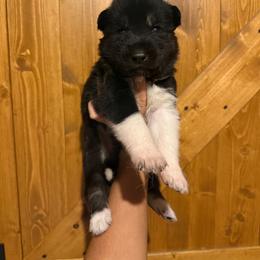 Dill - Black tan and white male Siberian Husky puppy in West Baldwin, Maine from Douglas Mountain Farm and Kennel