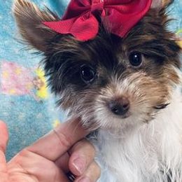 Pomeranians, Yorkipoos, and Yorkshire Terriers from Yorkies Morkies and More by J & A