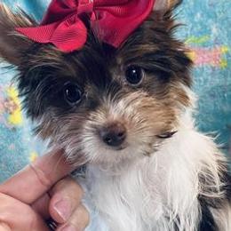 Pomeranians, Yorkipoos, and Yorkshire Terriers from Yorkies Morkies and More by J & A