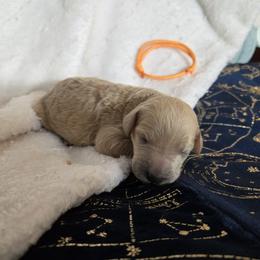 Orange - Apricot female Poodle puppy in Diamond, Missouri from Evening Stars Poodles