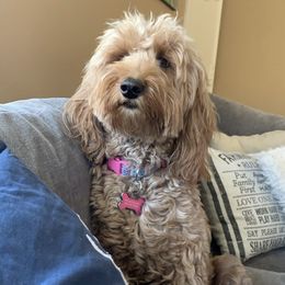 Meisha - Goldendoodle
