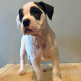 Will - male Alapaha Blue Blood Bulldog puppy in Walbridge, Ohio from United Alapaha Bulldogs