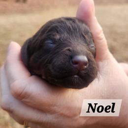 Noel - Brown and white female Aussiedoodle puppy in Powder Springs, Georgia from My Classy Doodles