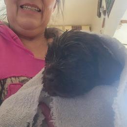 Newfoundland Puppies from Blitz E & E Newfoundlands